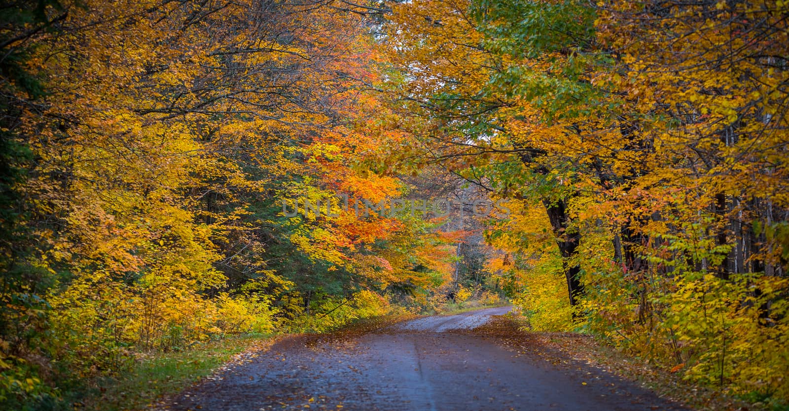 Late autumn changing of the leaves color along county roads. by valleyboi63