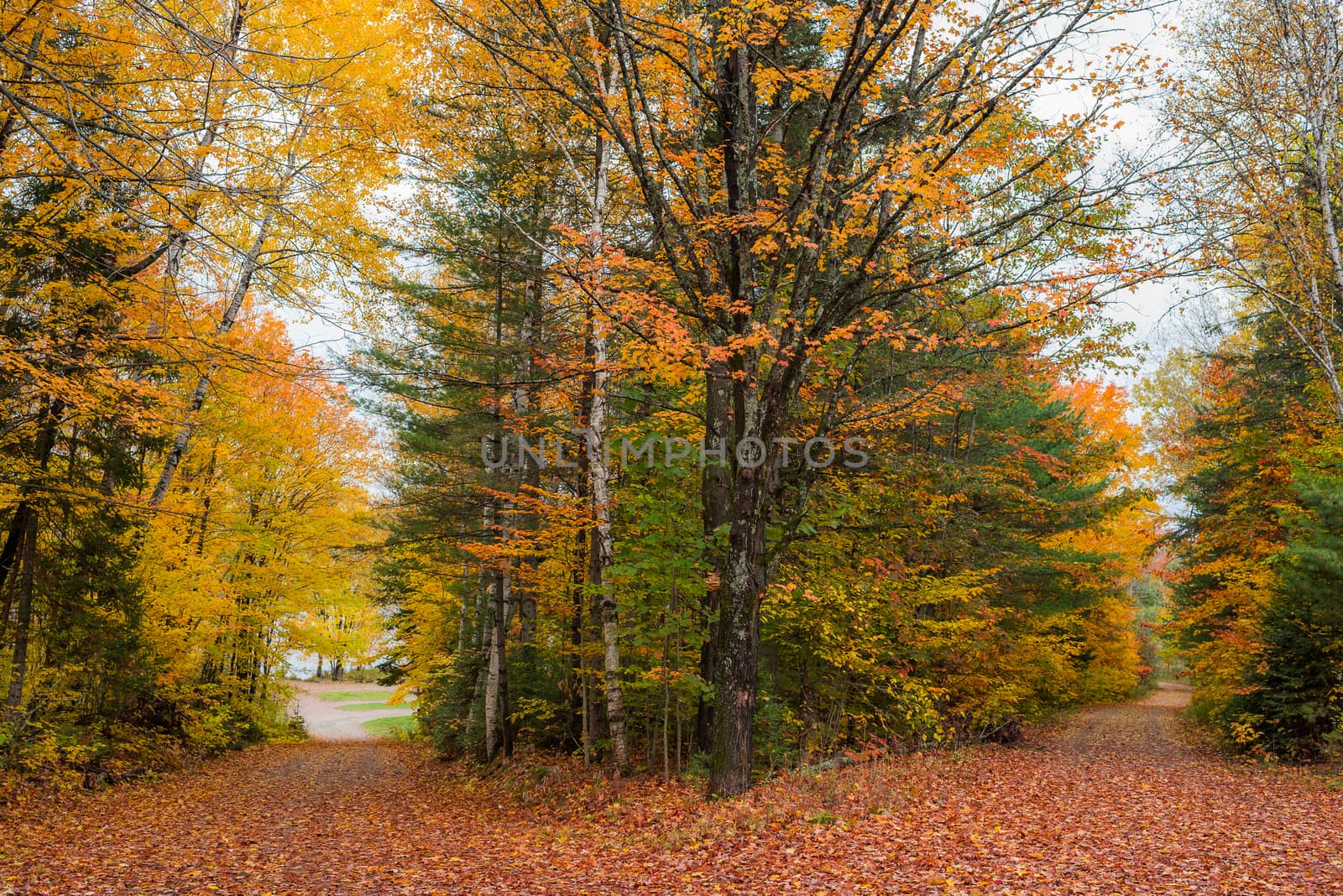 Autumn color illuminates the forest  in late October