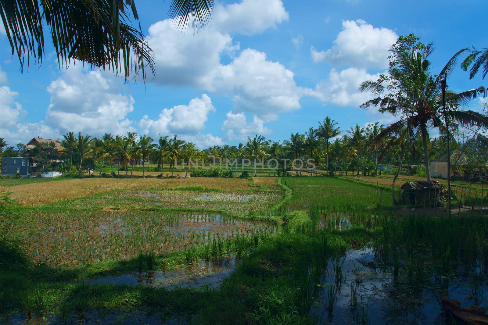 Rice field near the town of Ubud in Bali