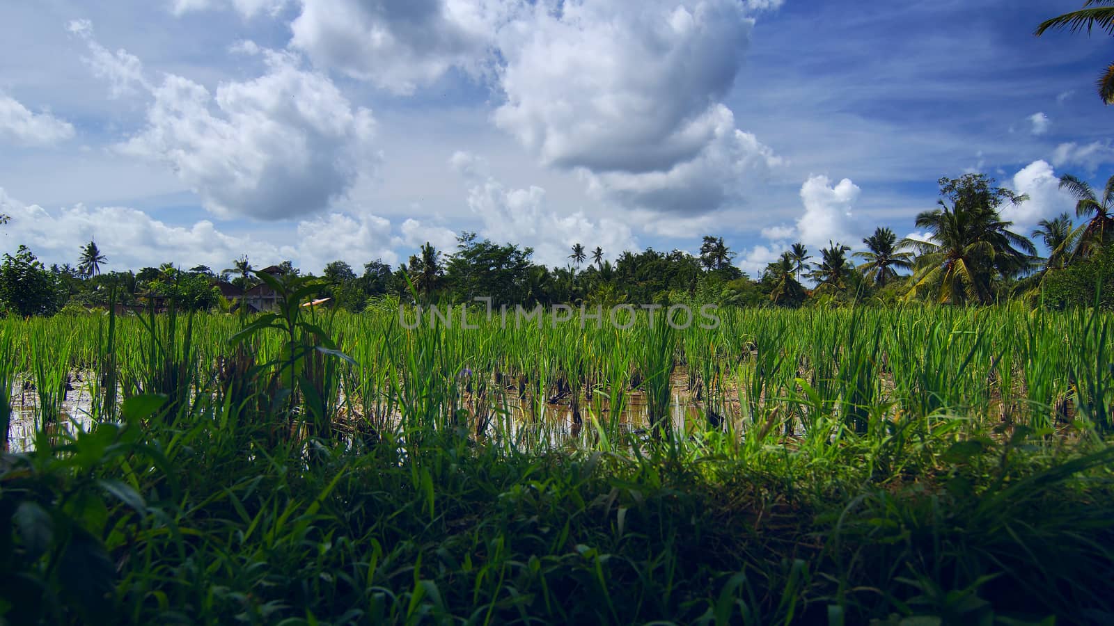 Rice field near the town Ubud in Bali by BIG_TAU