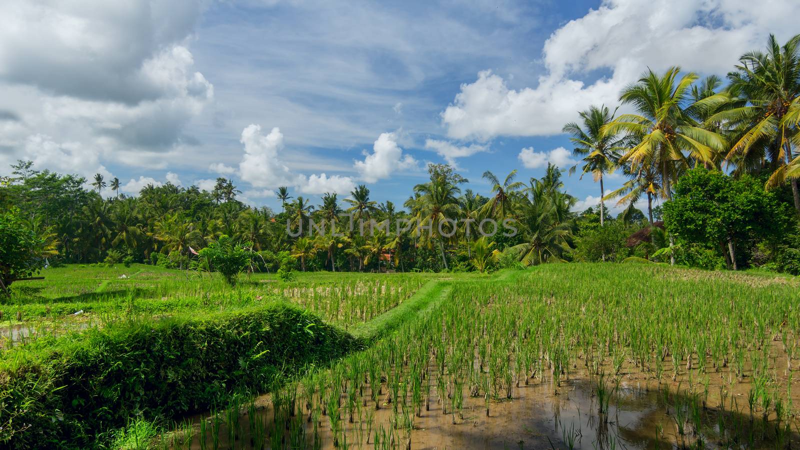 Rice field near the town of Ubud