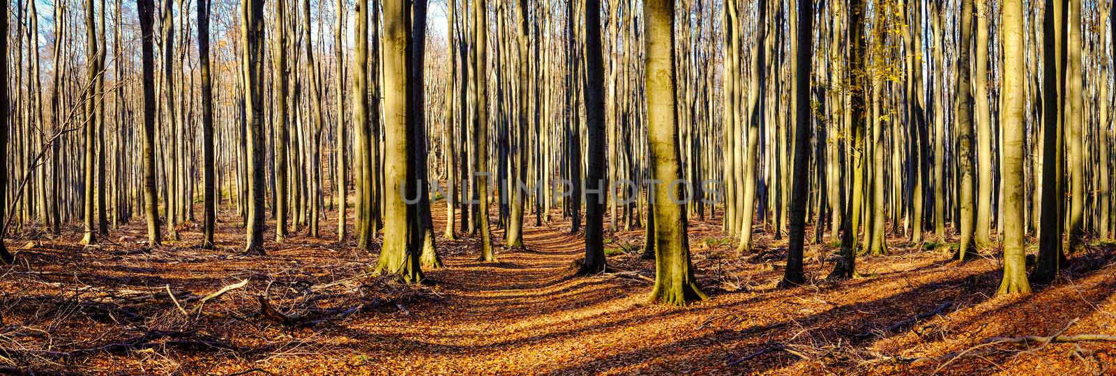 Panoramic view of tree trunks in autumn colorful forest