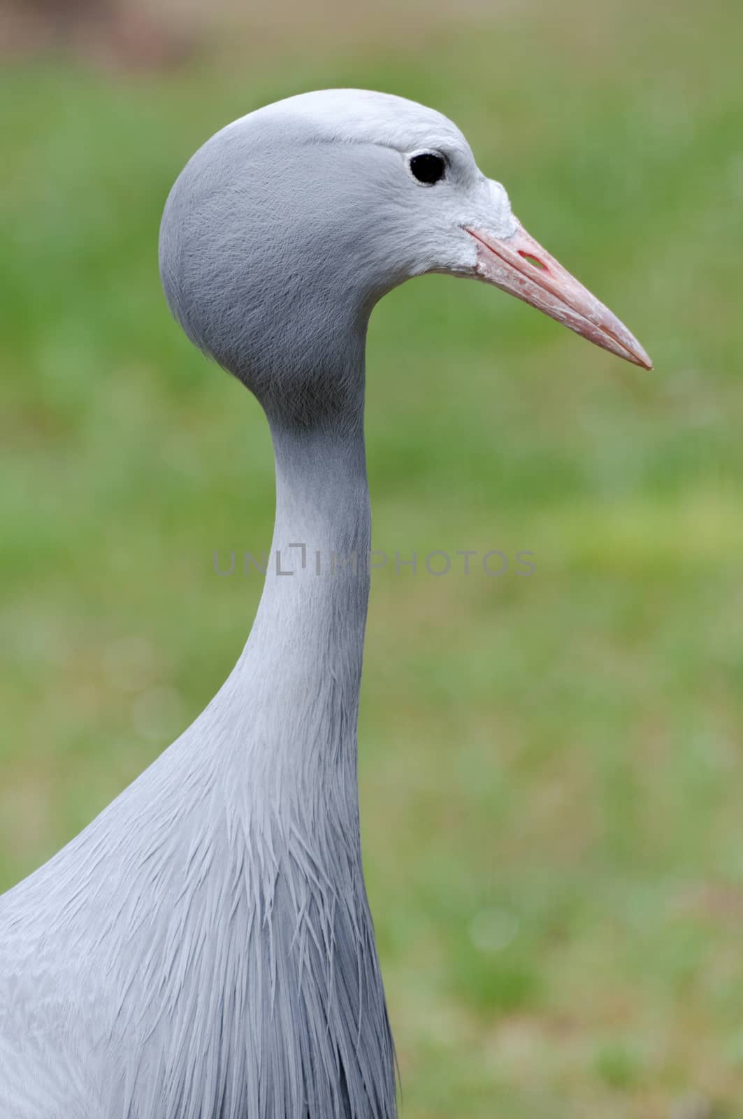 Blue crane - Anthropoides paradiseus portrait