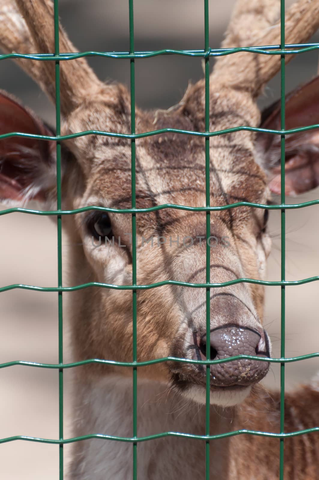 Chital in captivity behind the grid on the zoo - Portrait