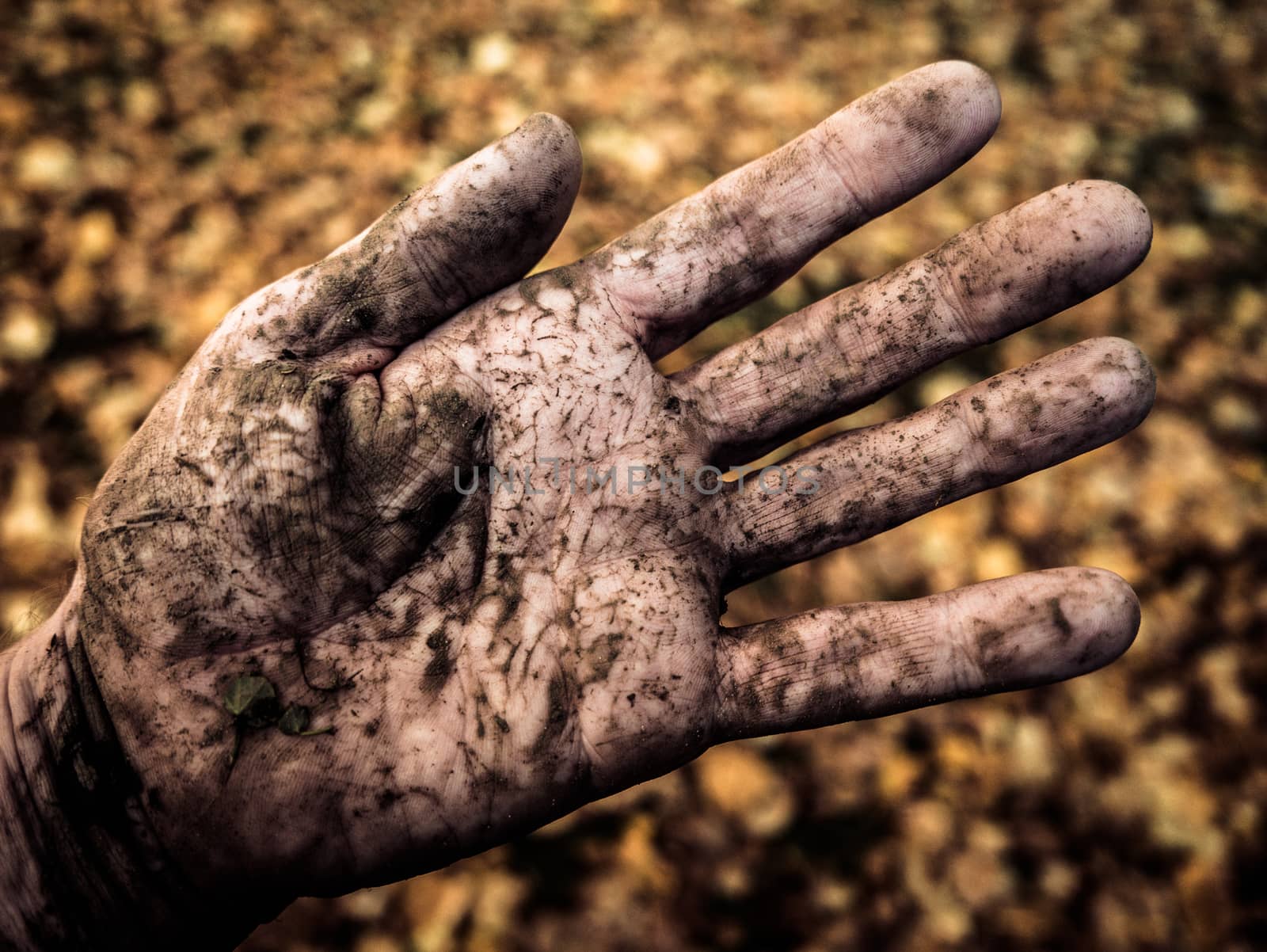 The Dirty Hand Of A Farmer Or Gardener Outside In Autumn