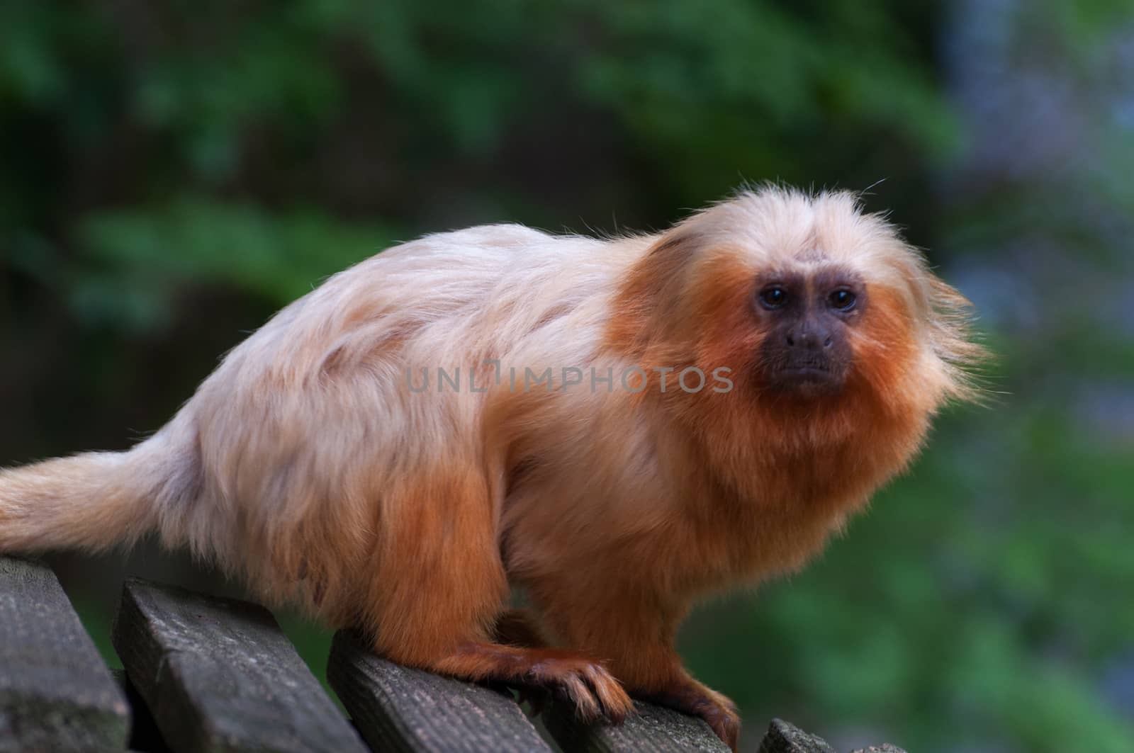 Golden lion tamarin - Leontopithecus rosalia isolated