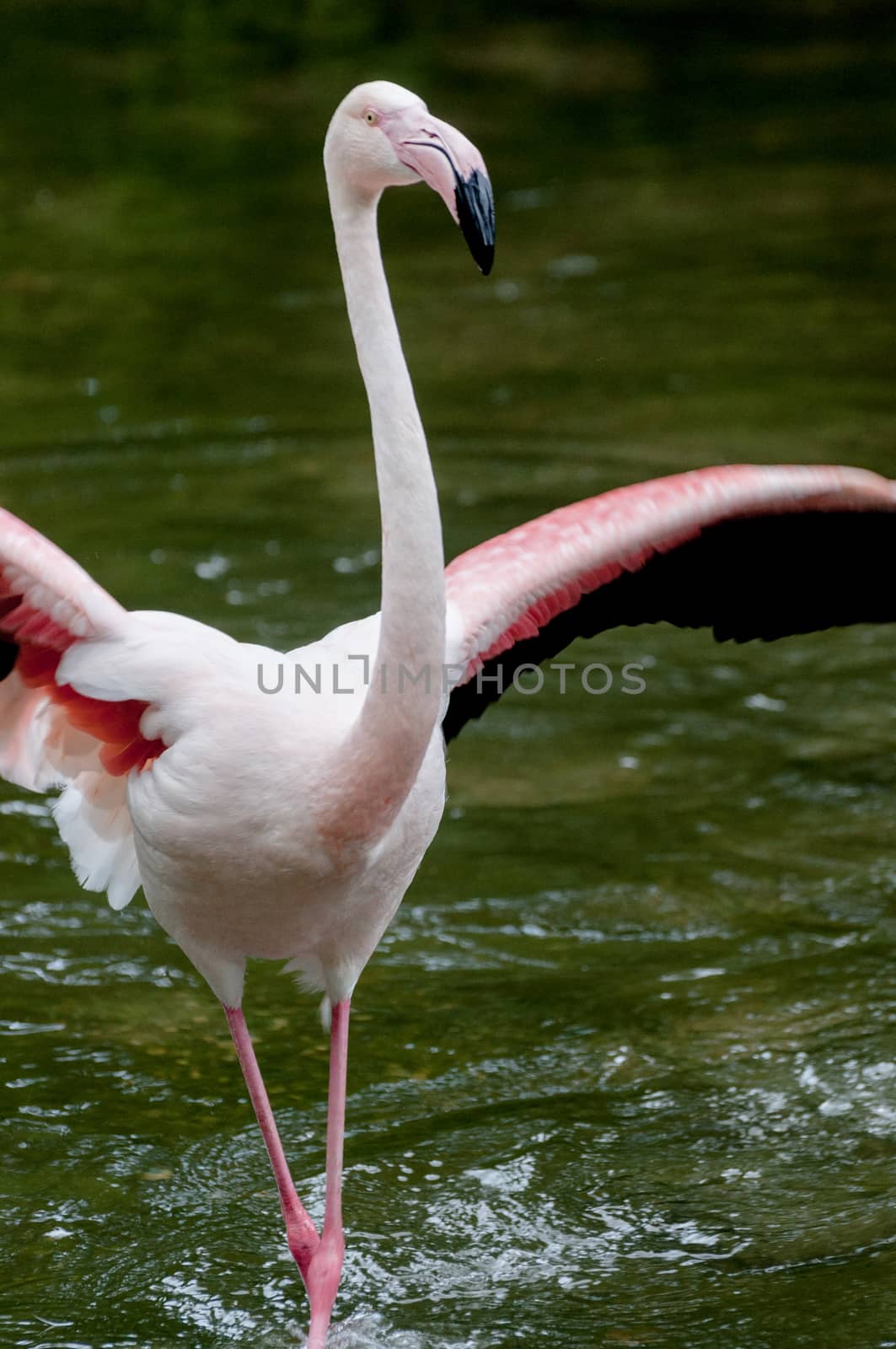 Greater Flamingo - Phoenicopterus roseus dancing