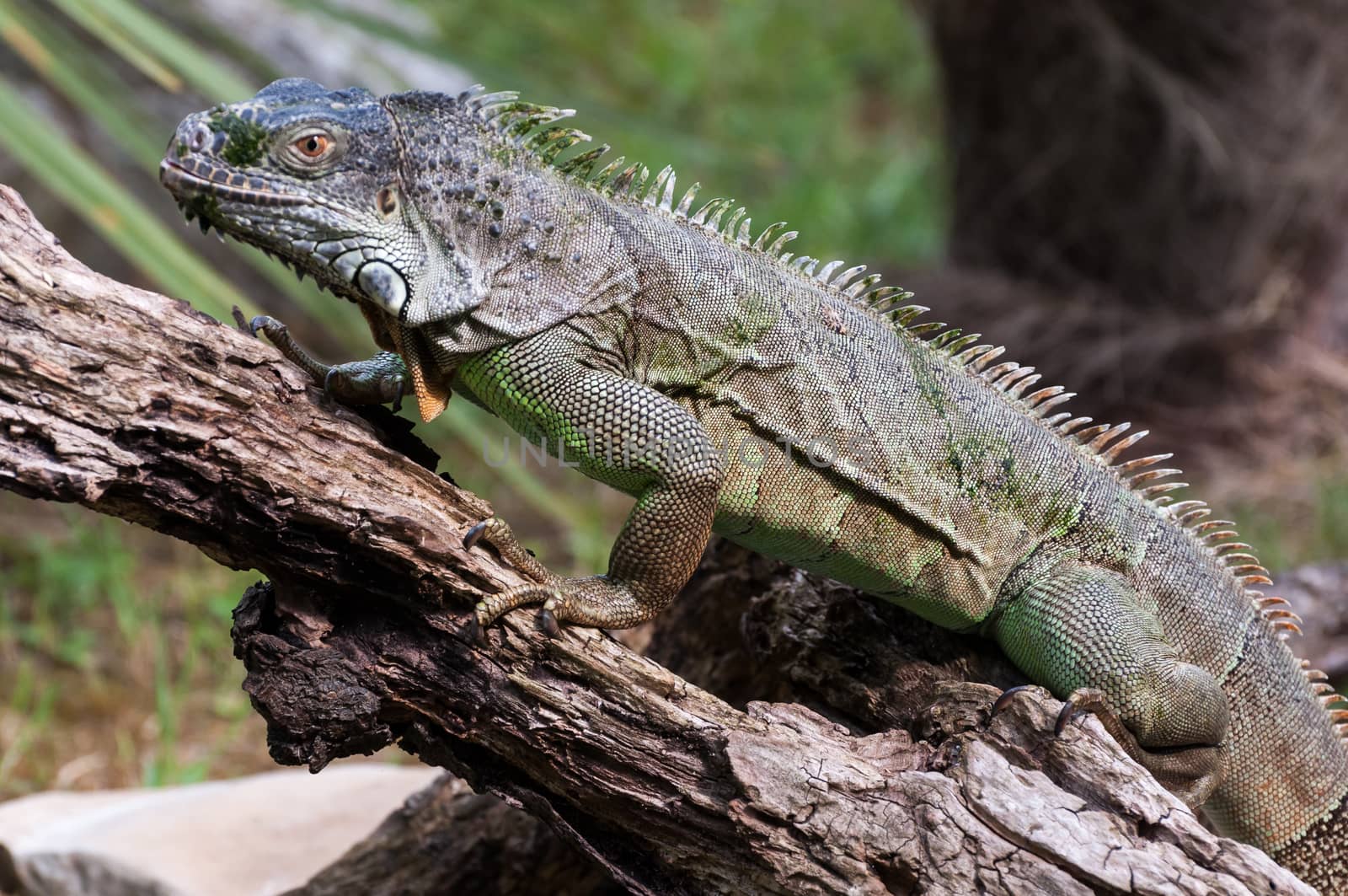 Common green iguana walking on a wood closer