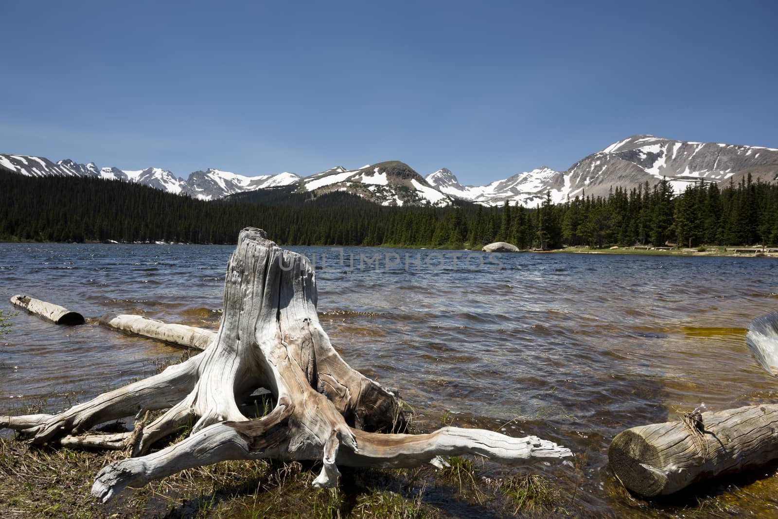 Weathered tree stump in foreground of Brainard Lake in Colorado's Roosevelt National Forest with Indian Peaks Wilderness in background on a beautiful, blue skies, summer day.  Recreation area is near town of Ward.