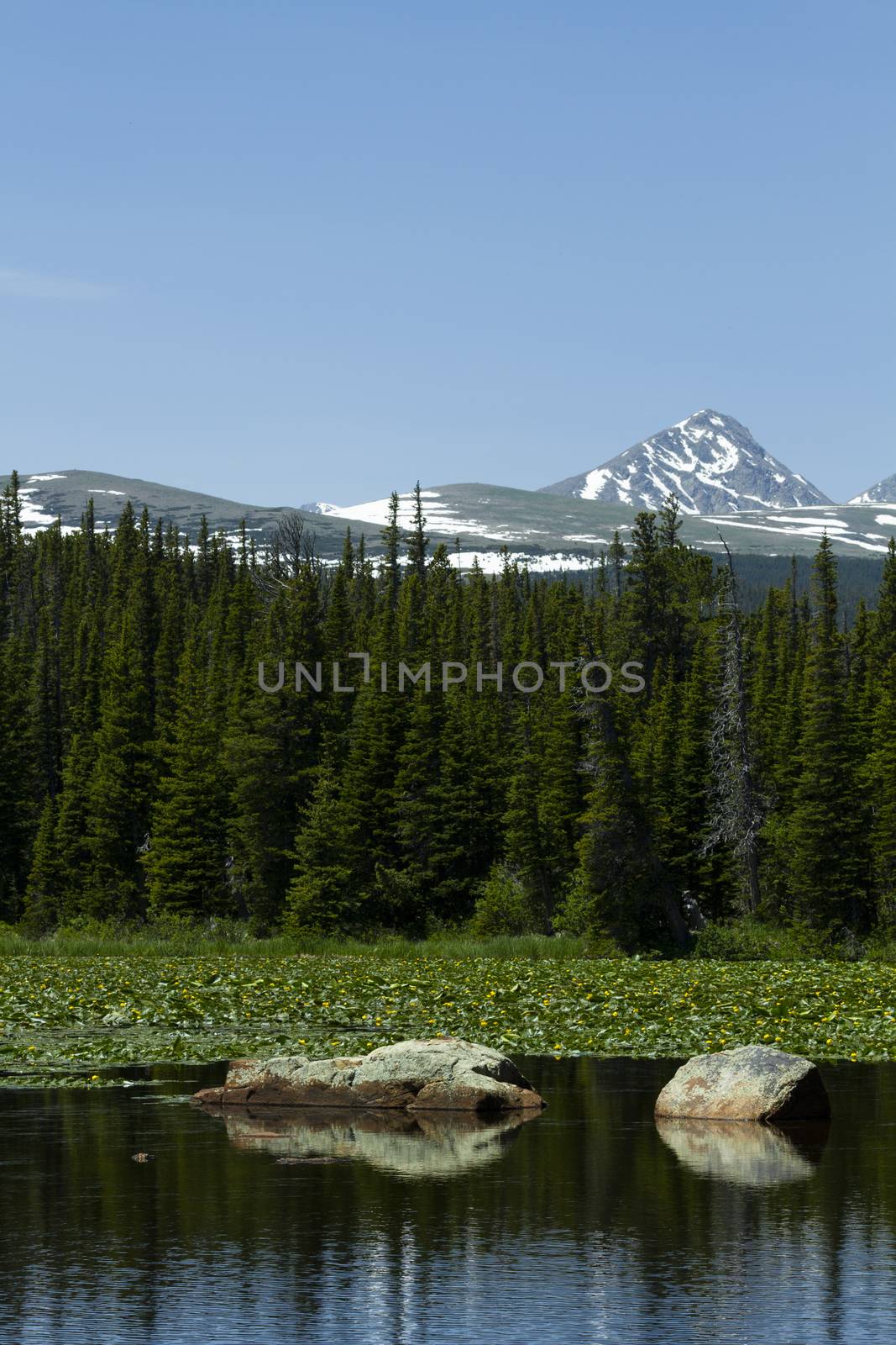 Tranquil, summer waters of Red Rock Lake, part of the Brainard Lake Recreation Area, seen with mountains of Indian Peak Wilderness, pine forest, and lily pads behind two boulders with reflections in vertical image. Copy space in blue sky region at top.  