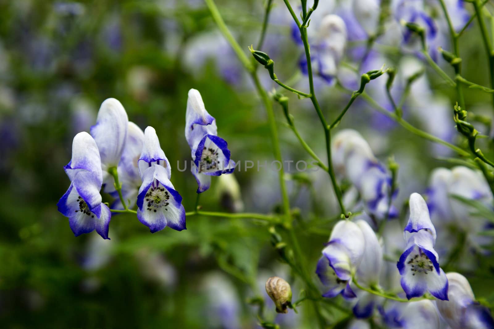 Purple and white monkshood flower is beautiful, but this perennial is toxic if eaten.  Other names for lovely, poisonous monkshood are aconite, wolf's bane, tiger's bane, dog's bane, devil's helmet, Queen of all Poisons, or blue rocket. Location is Anchorage's Alaska Botanic Garden. 