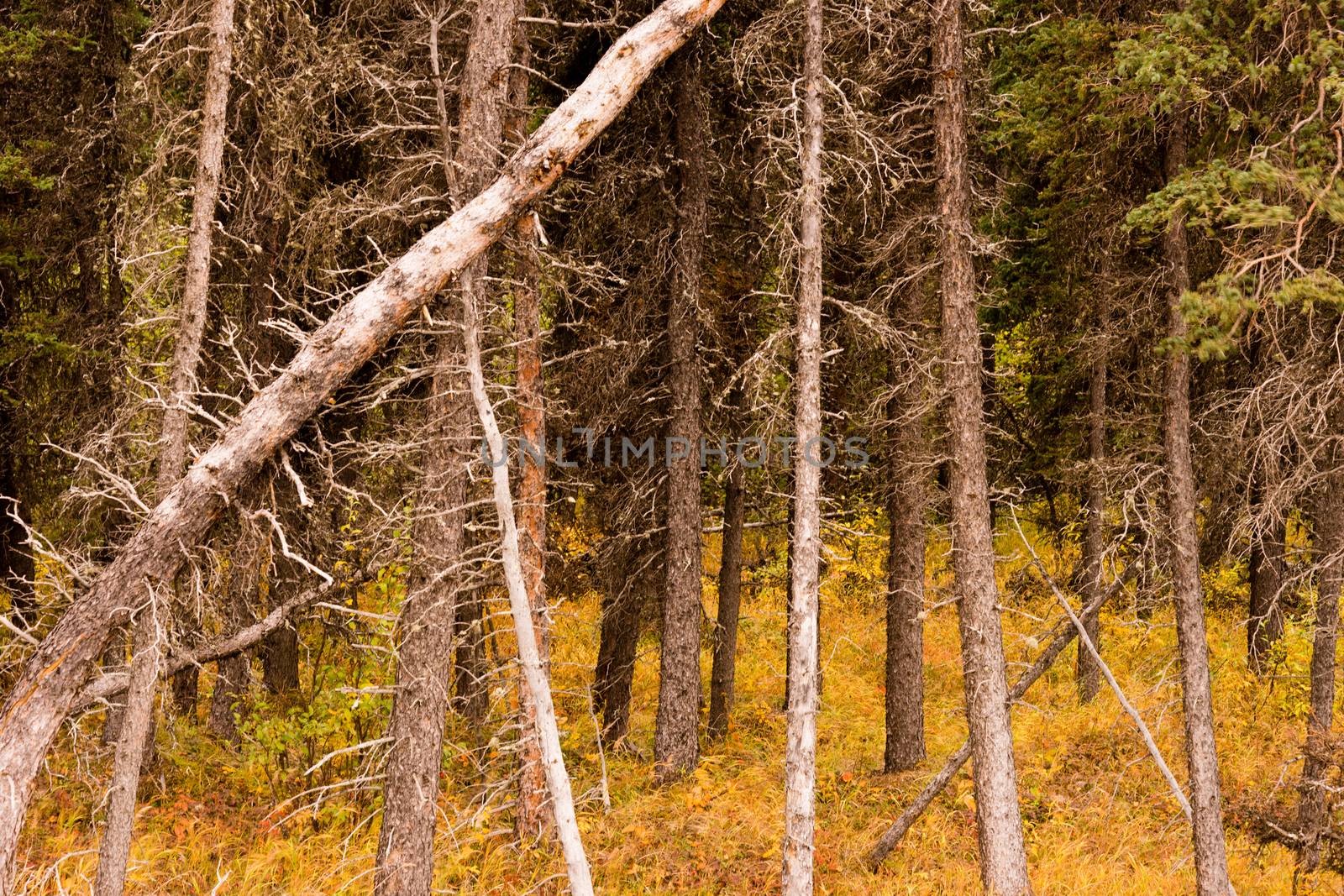 Dead Trees Fall Over Natural Forest Regenertation by ChrisBoswell