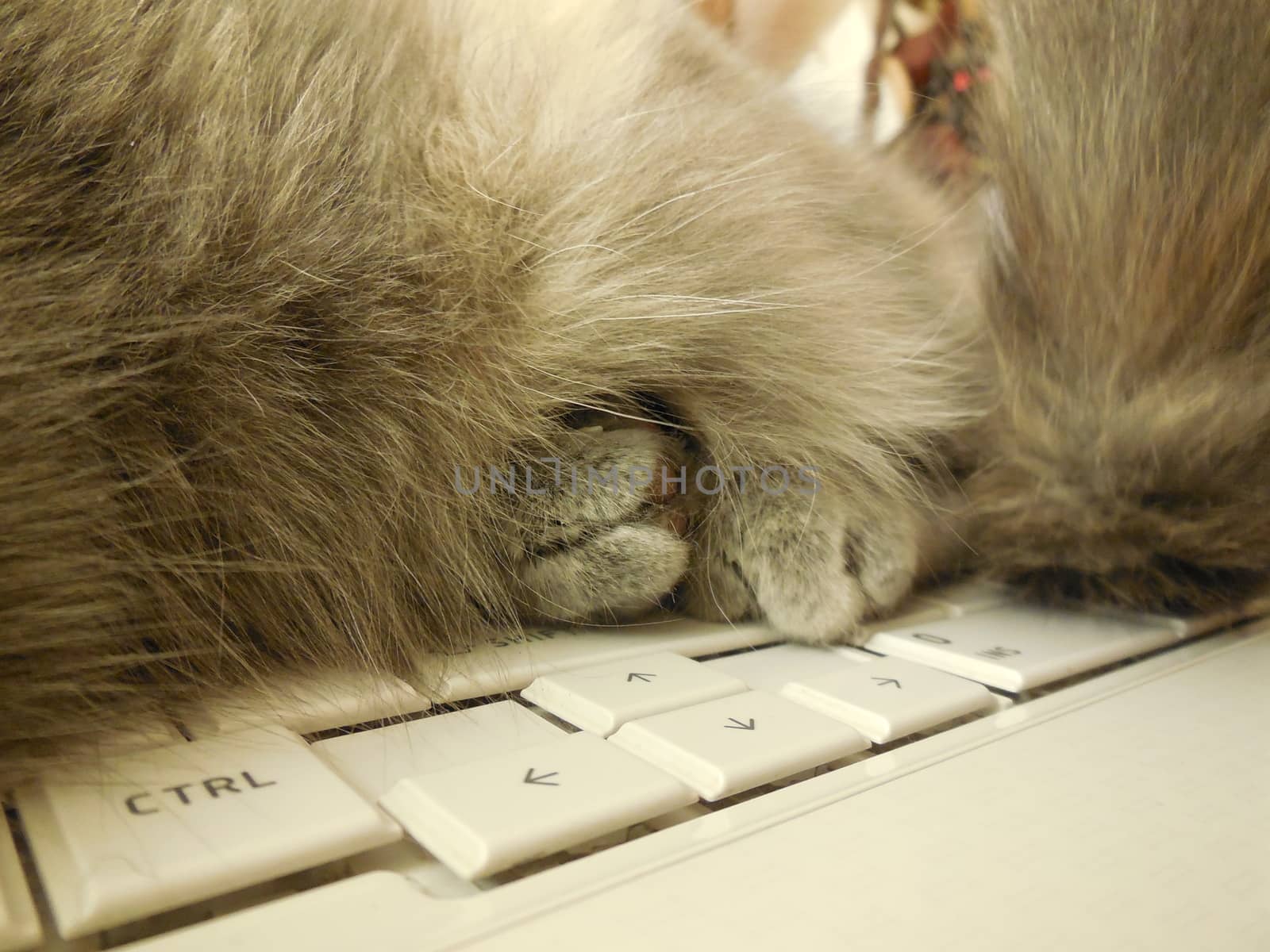 cat paw, which is heated and on a laptop.