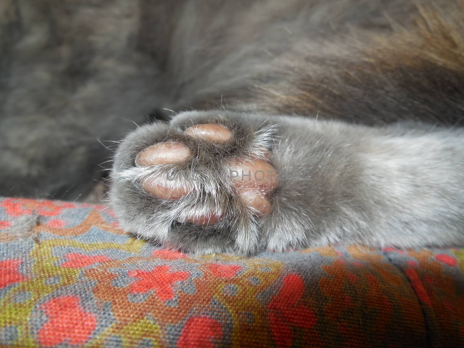 cat's paw by olga_ovchinnikova