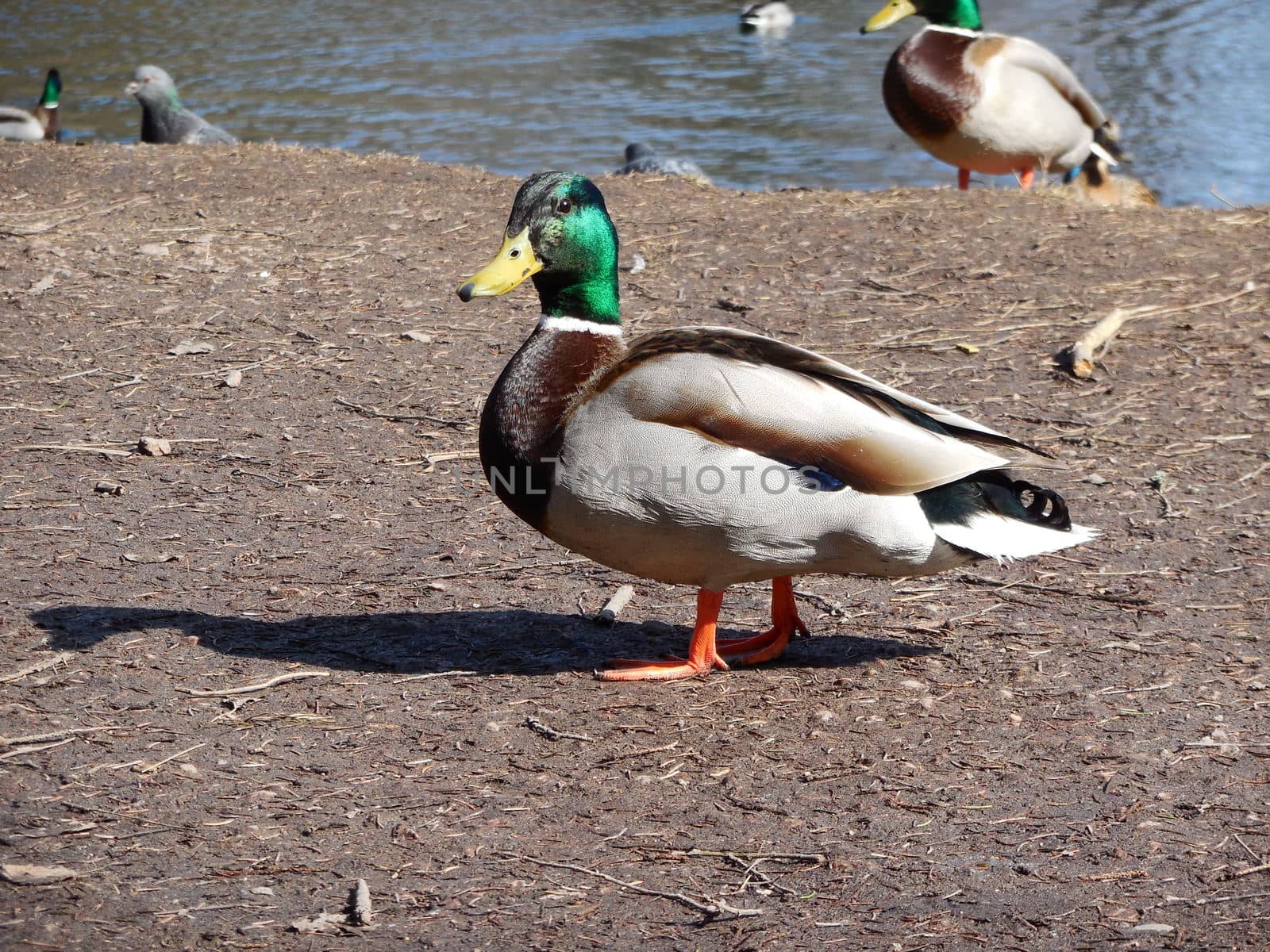 duck (Anas platyrhynchos) on the lake in Gatchina park by olga_ovchinnikova