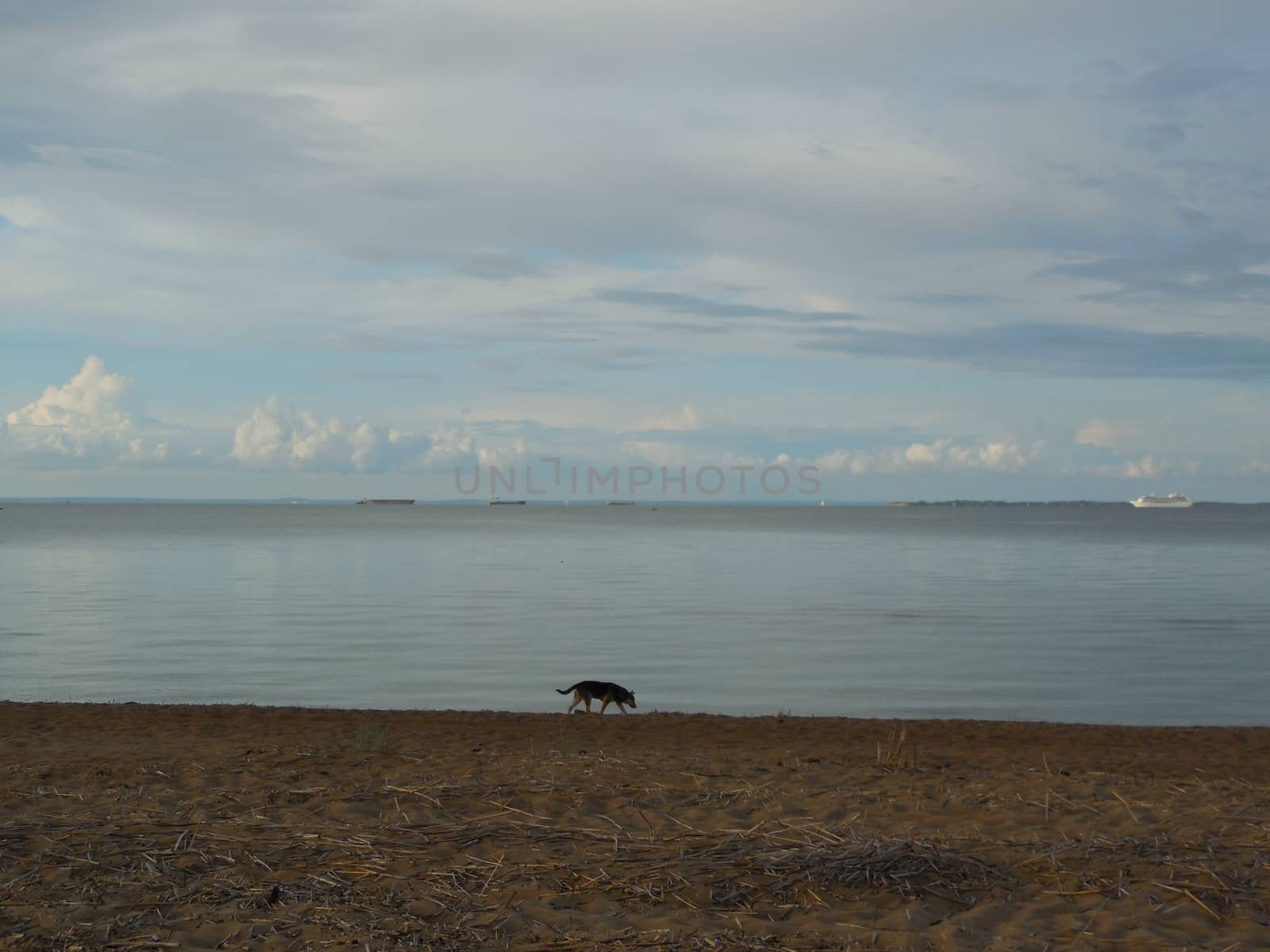 Lonely dog running along the shore of the Gulf of Finland by olga_ovchinnikova