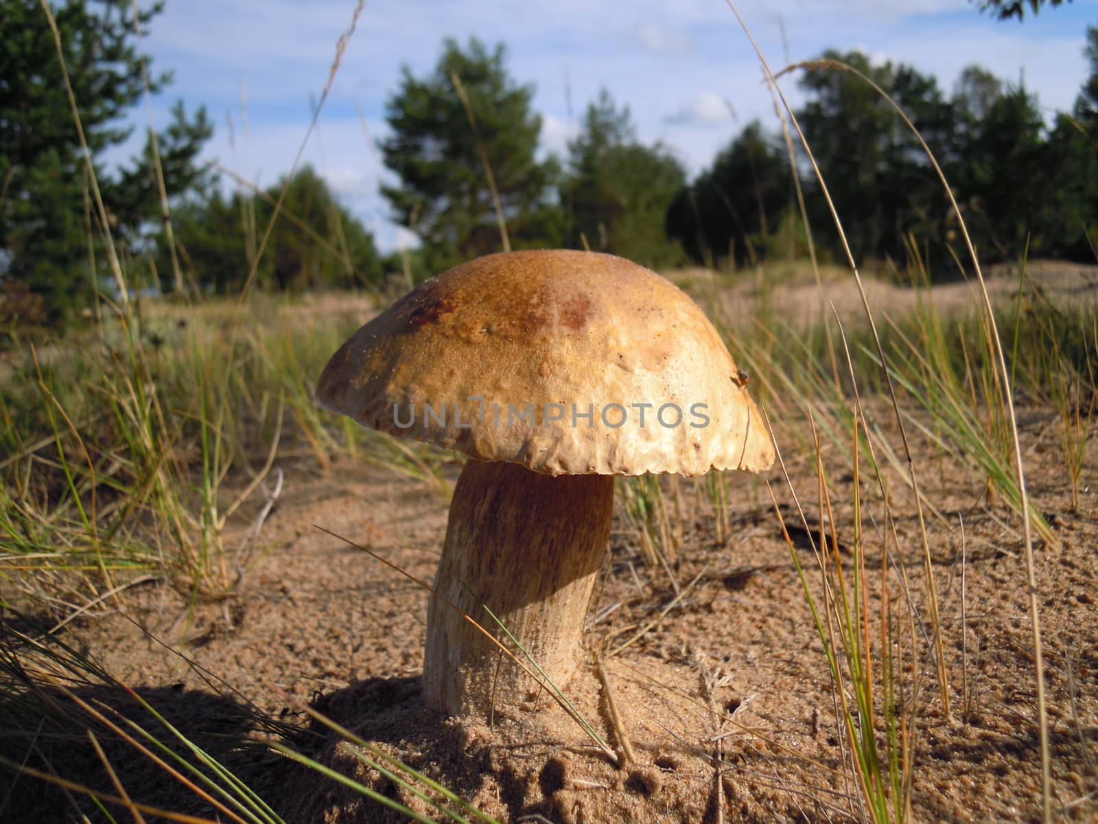 boletus mushroom (Leccinum scabrum) on the sandy shores of the Gulf of Finland, Russia