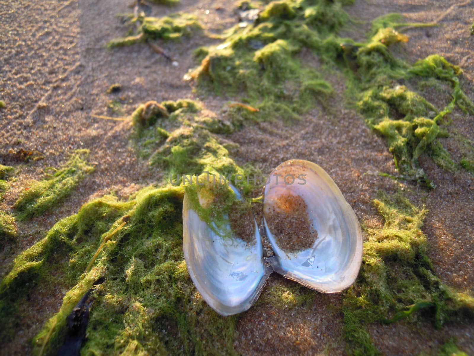 algae and an empty shell of a mollusk on the sandy shores of the Gulf of Finland, Russia.