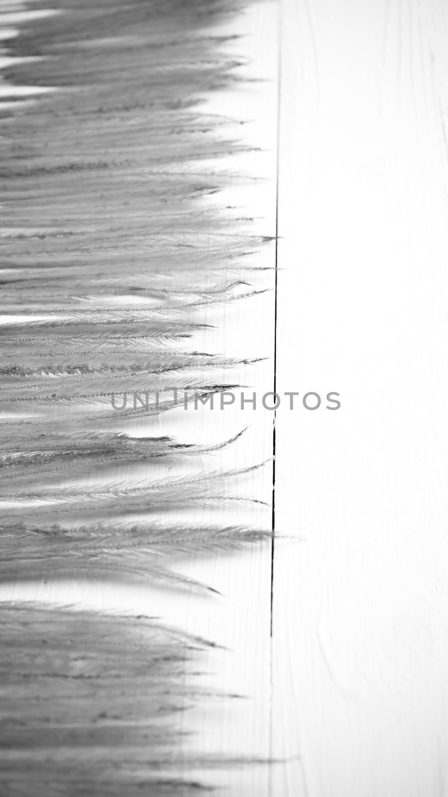 wheat on white table black and white color
