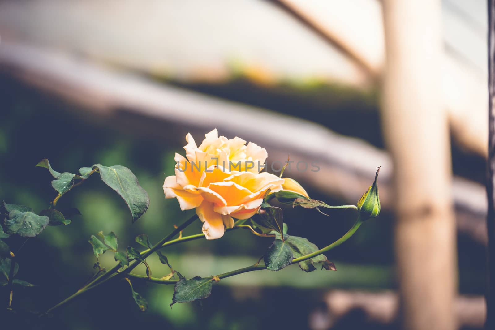 Roses in the garden filtered, Roses are beautiful with a beautiful sunny day.