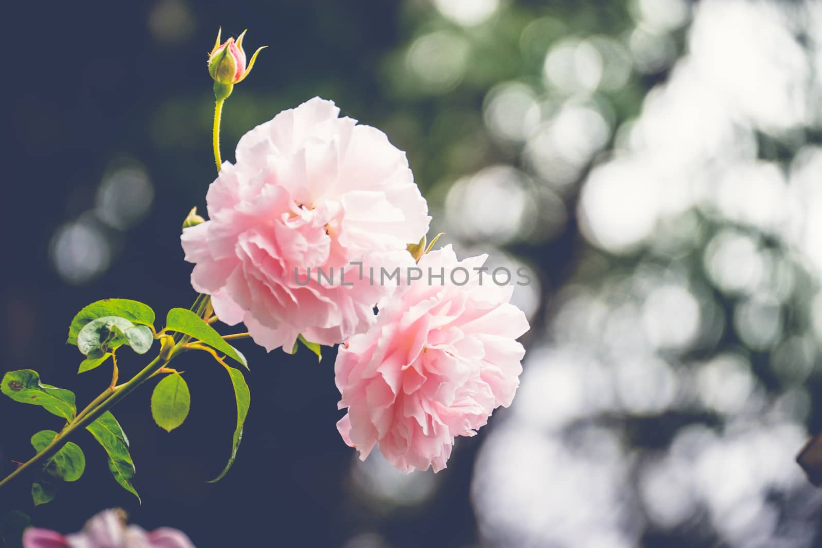 Roses in the garden filtered, Roses are beautiful with a beautiful sunny day.