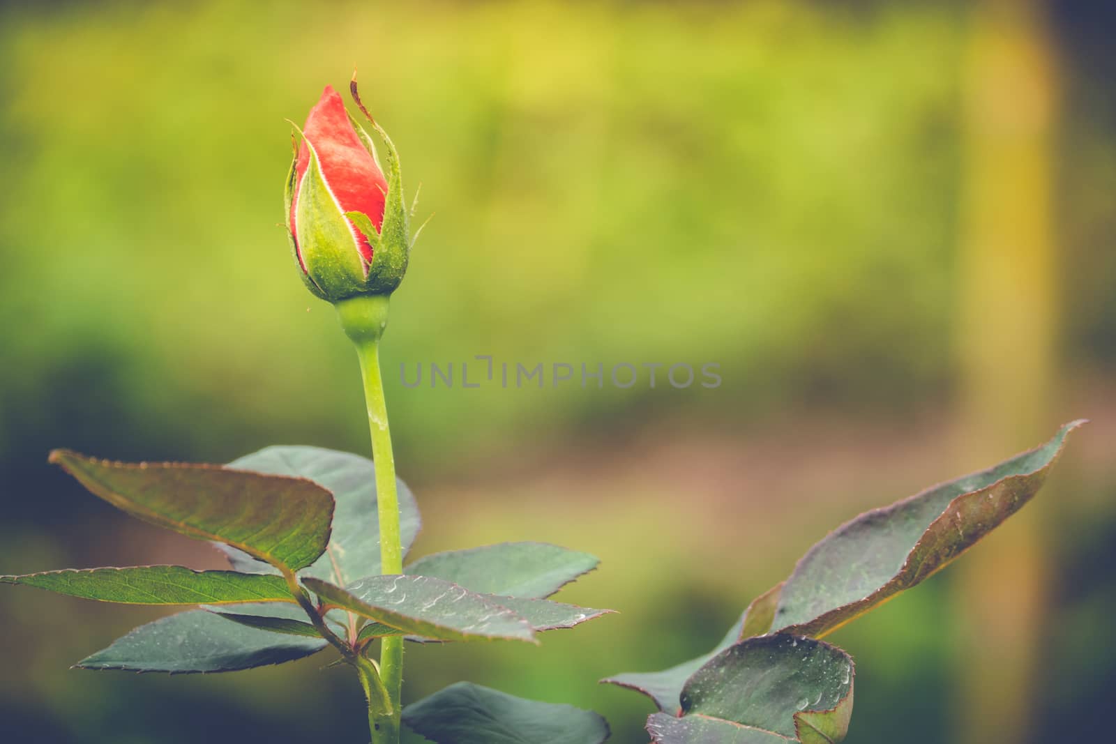 Roses in the garden filtered, Roses are beautiful with a beautiful sunny day.