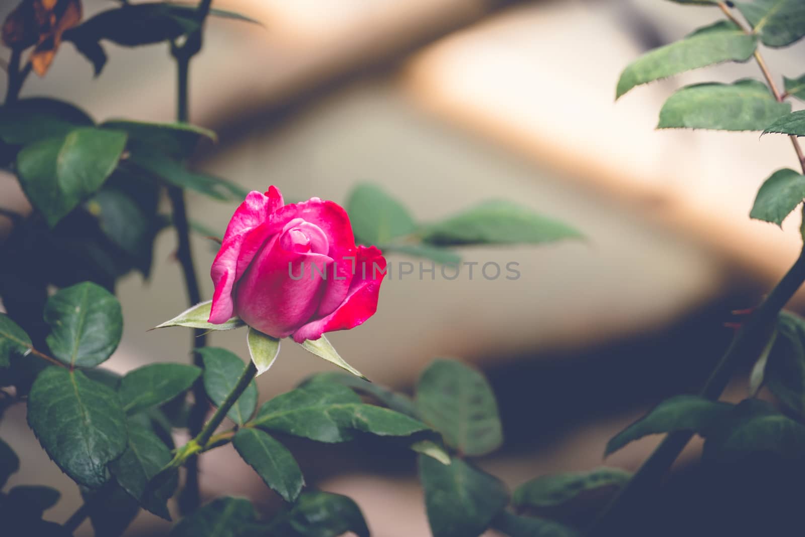 Roses in the garden filtered, Roses are beautiful with a beautiful sunny day.