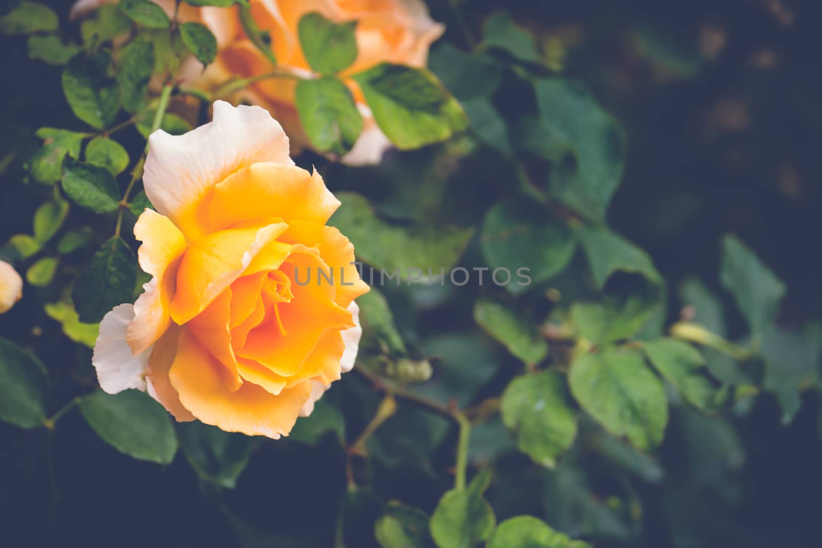 Roses in the garden filtered, Roses are beautiful with a beautiful sunny day.