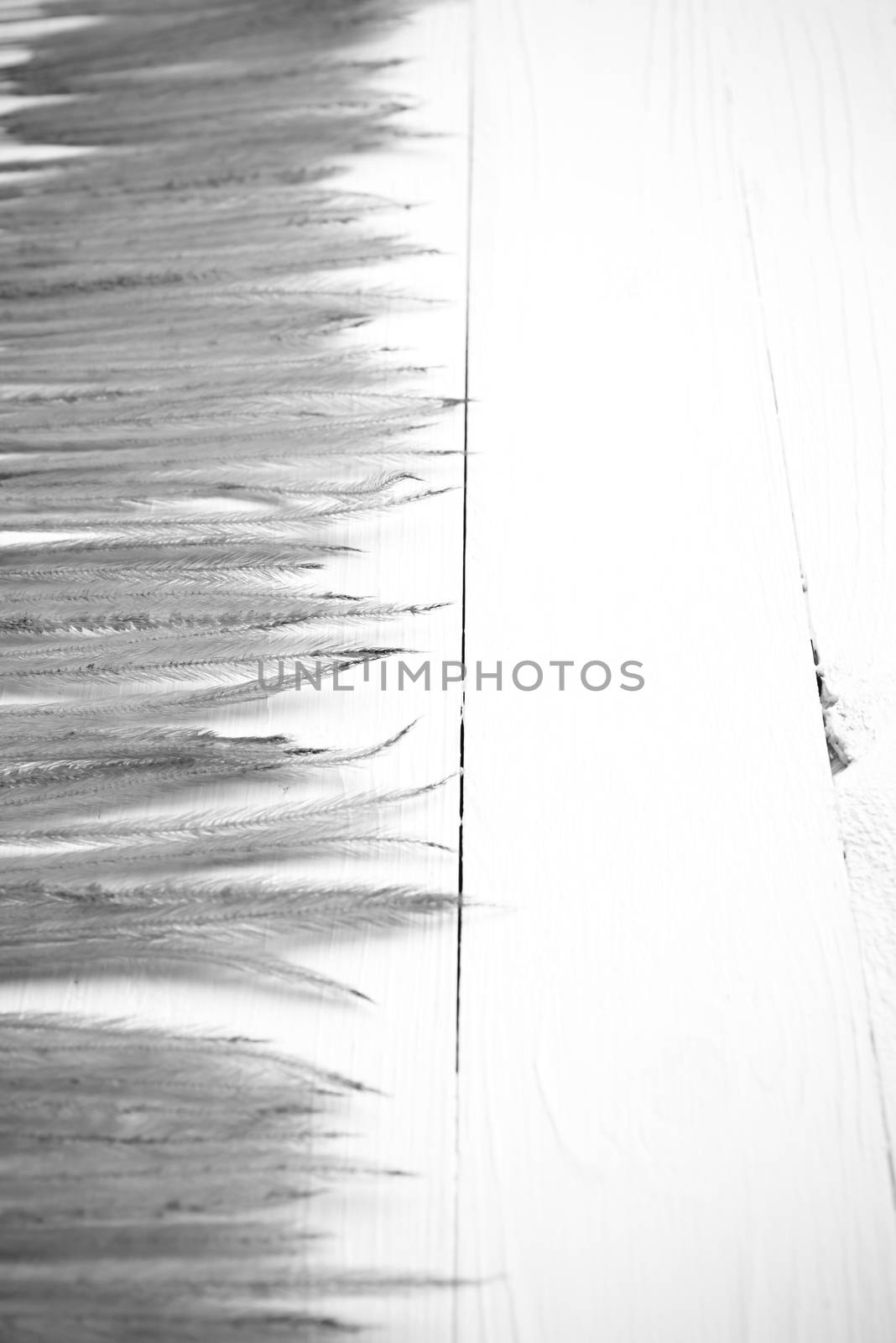 wheat on white table black and white color