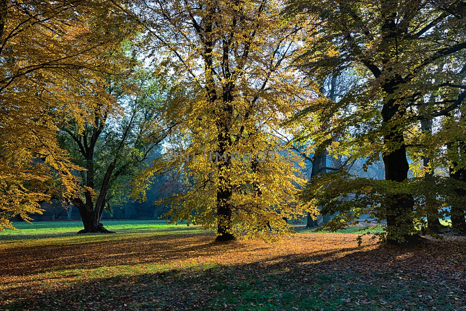 The leafy forest in the morning sunshine