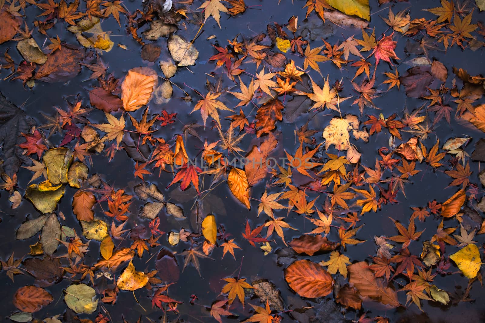 Autumn leaves on dark water surface