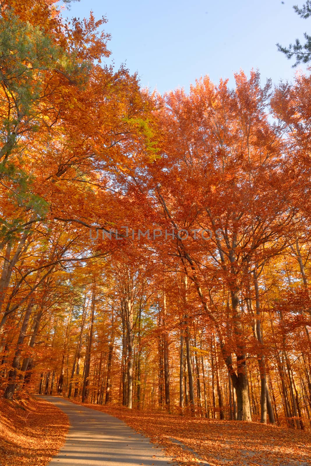 Colorful autumn forest and road