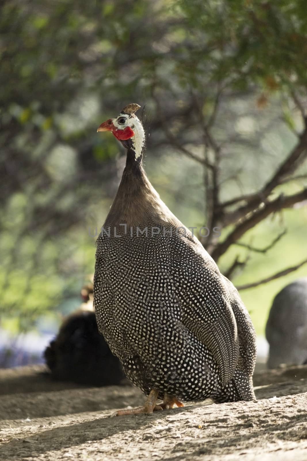 Portrait of a guinea fowl birds