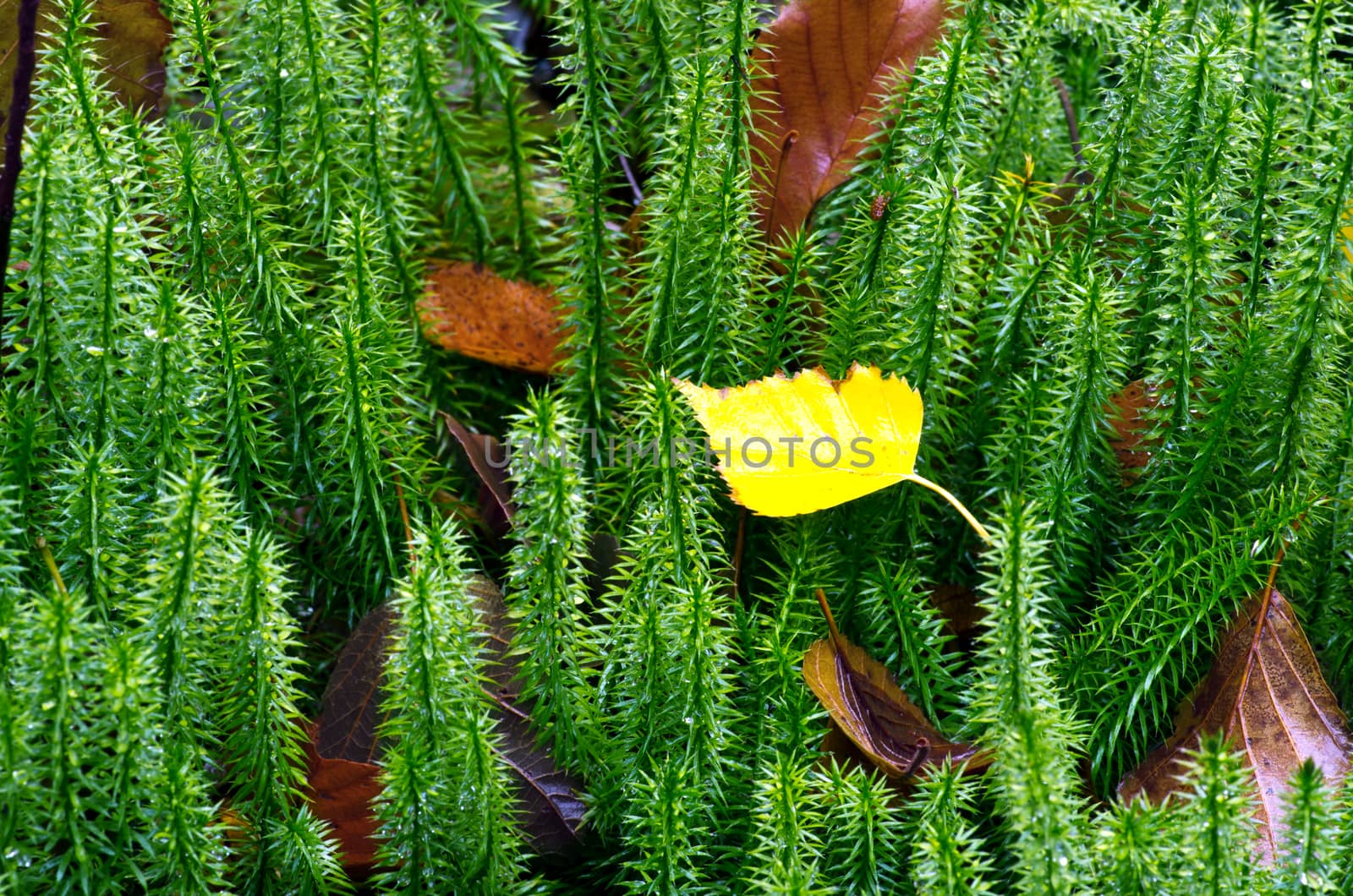 Stiff clubmoss (Lycopodium annotinum) in summer