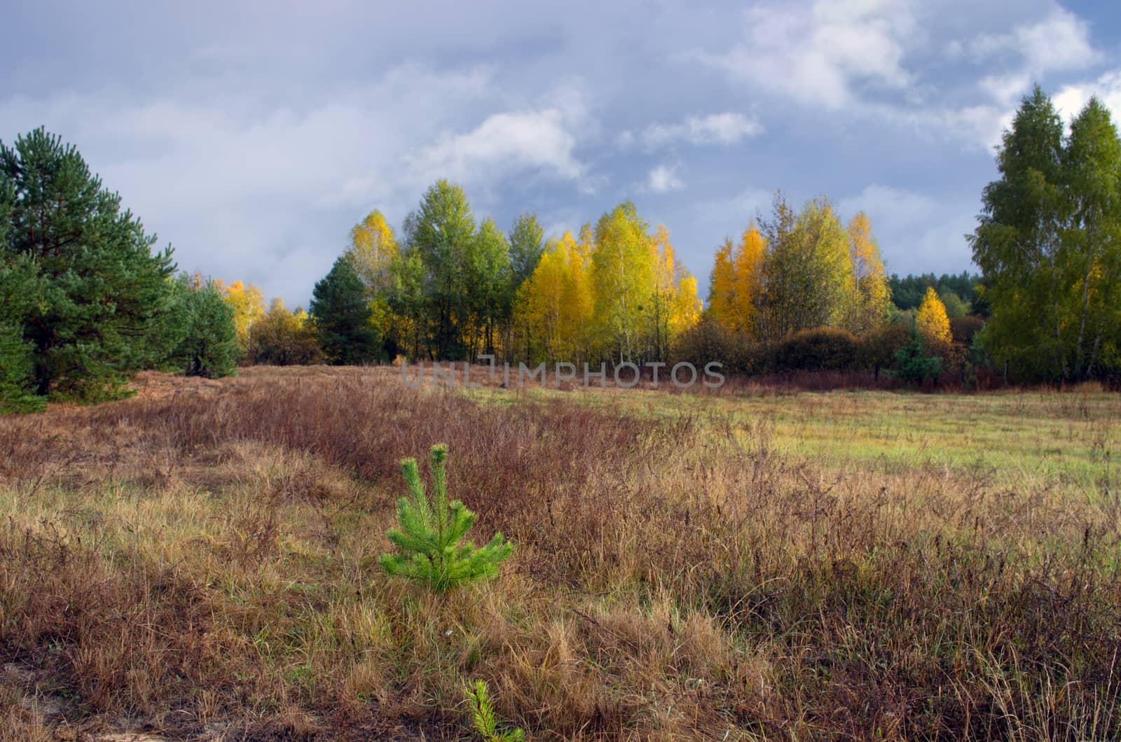 Collection of Beautiful Colorful Autumn Leaves / green, yellow, by dolnikow