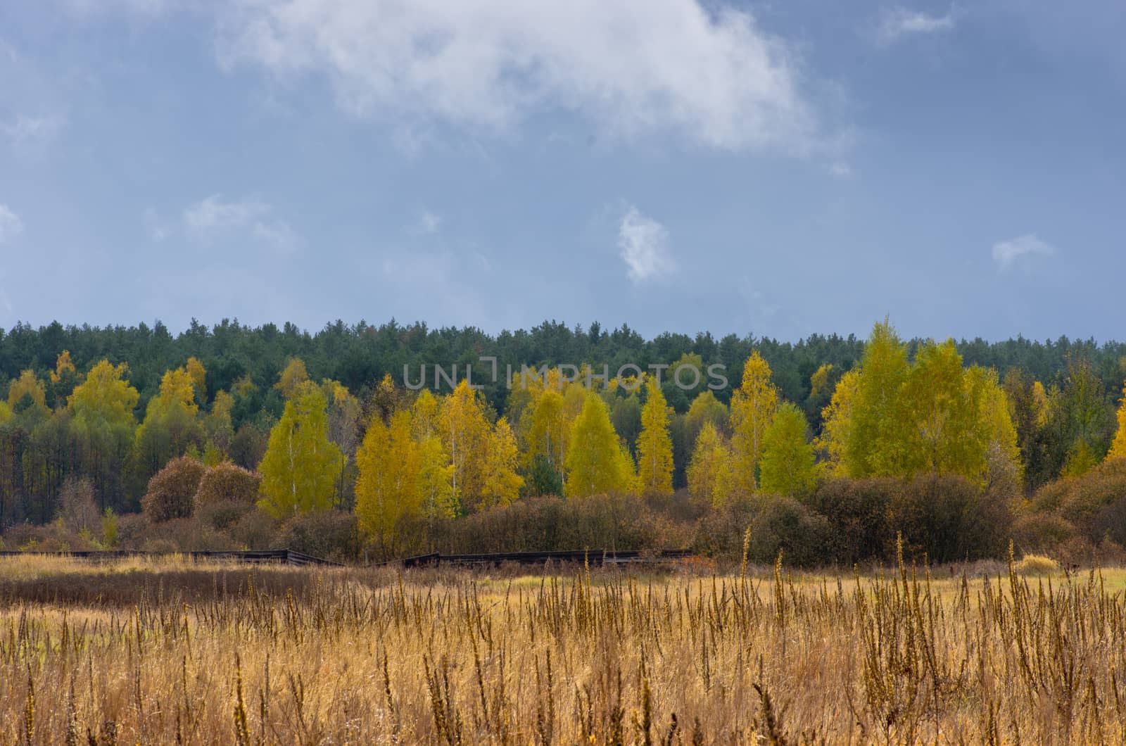 Collection of Beautiful Colorful Autumn Leaves / green, yellow,