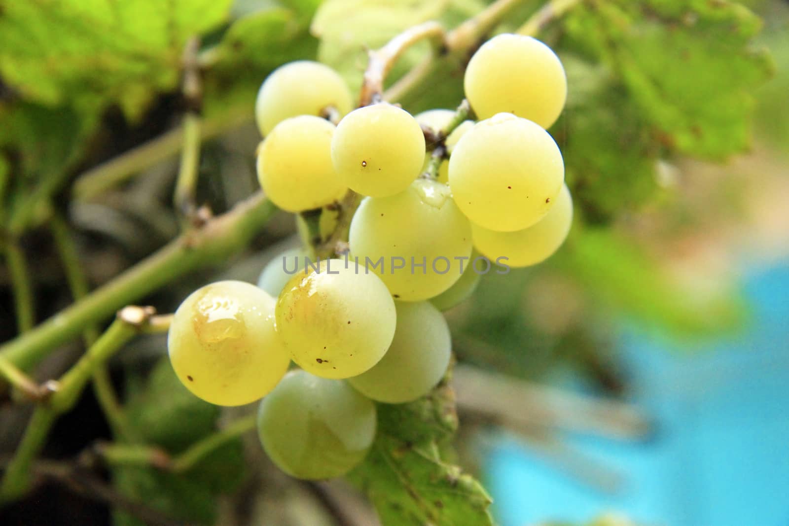 Bunch Of White Grape In The Vineyard by scullery