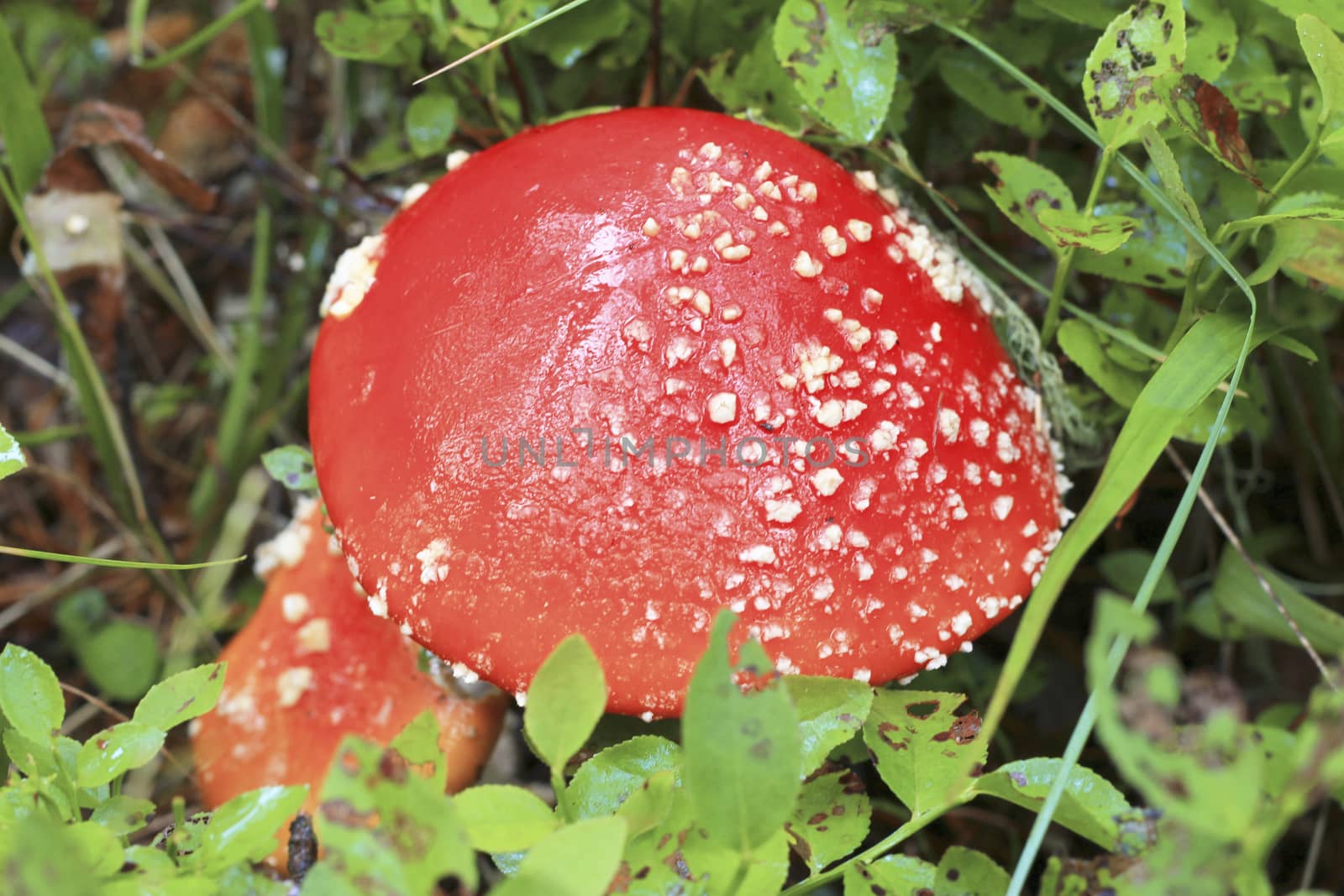 Red toadstool mushroom growing in autumnal forest by scullery