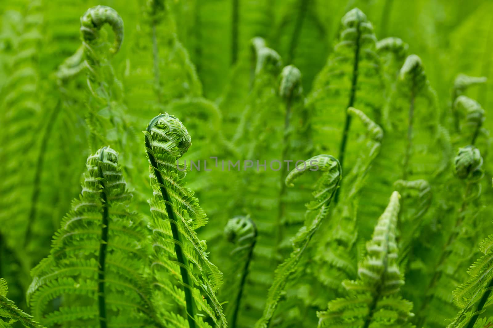 Background of young ferns in the forest