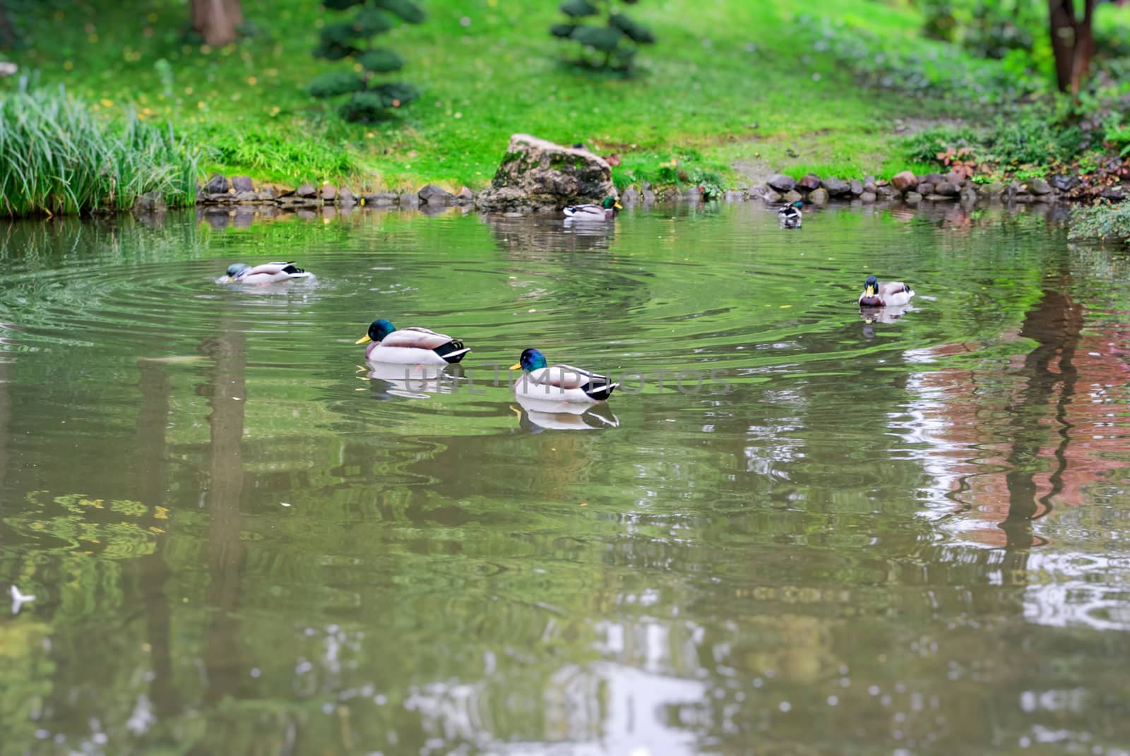 A covey of wild duck is in the river