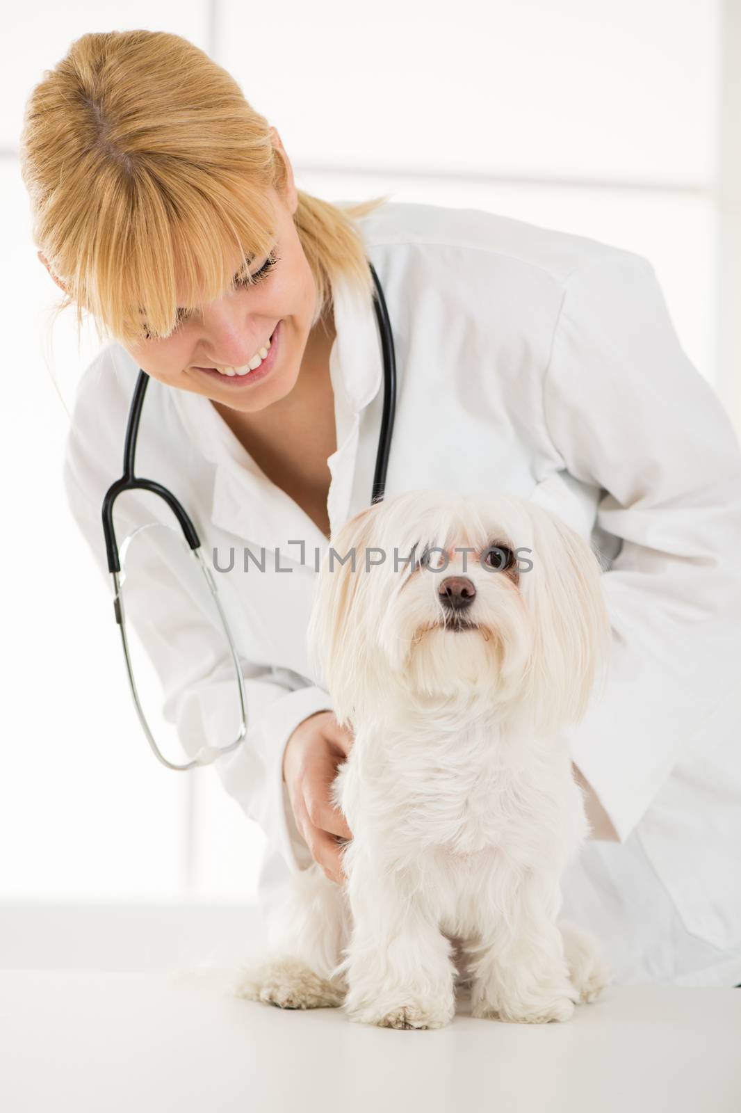 Young female veterinary examining a maltese dog at the doctor's office