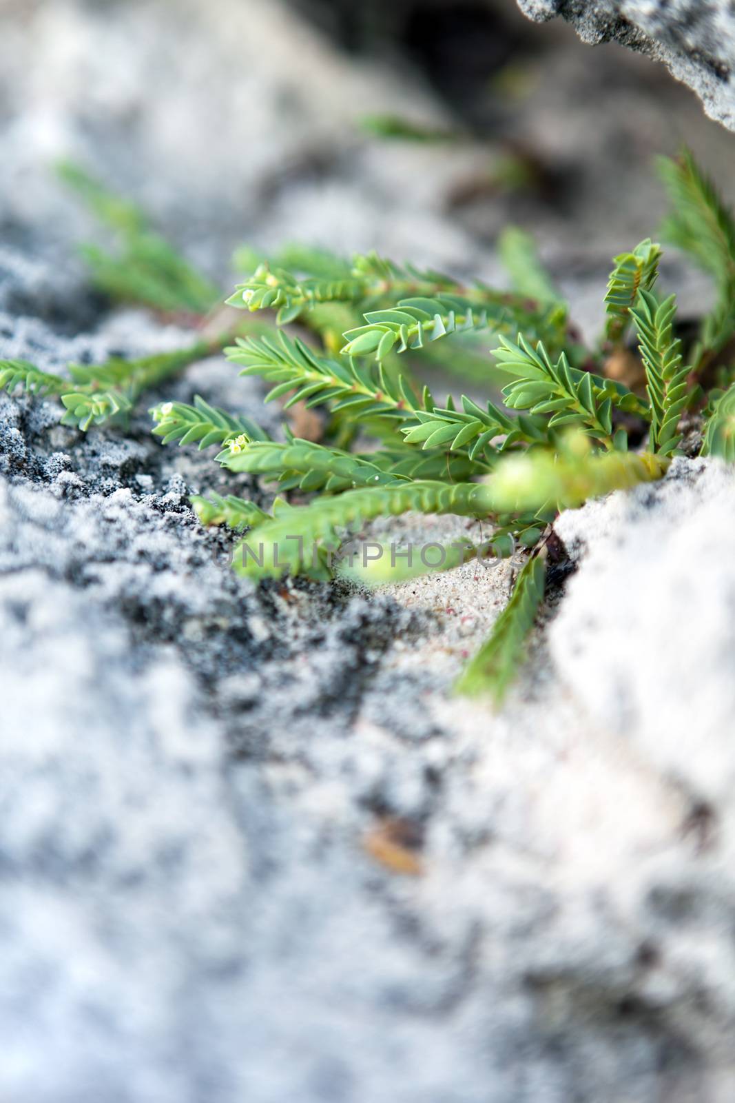 Tropical Green Bermuda Plant by graficallyminded