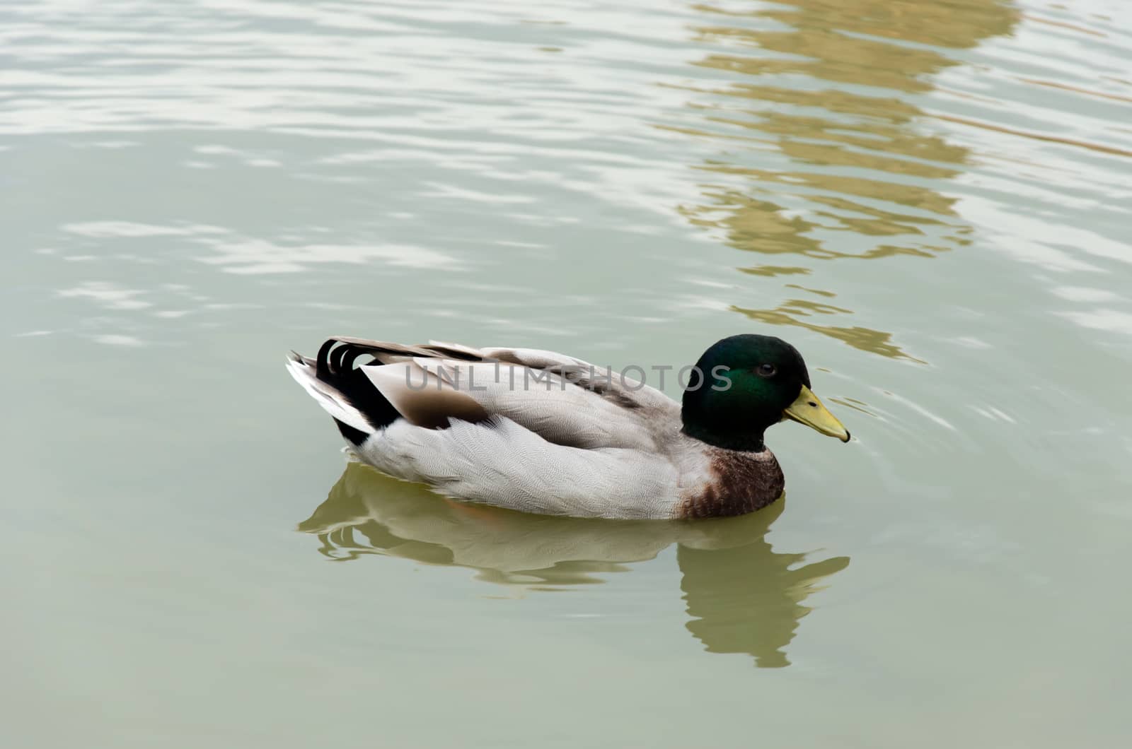 beautiful mallard duck in the water