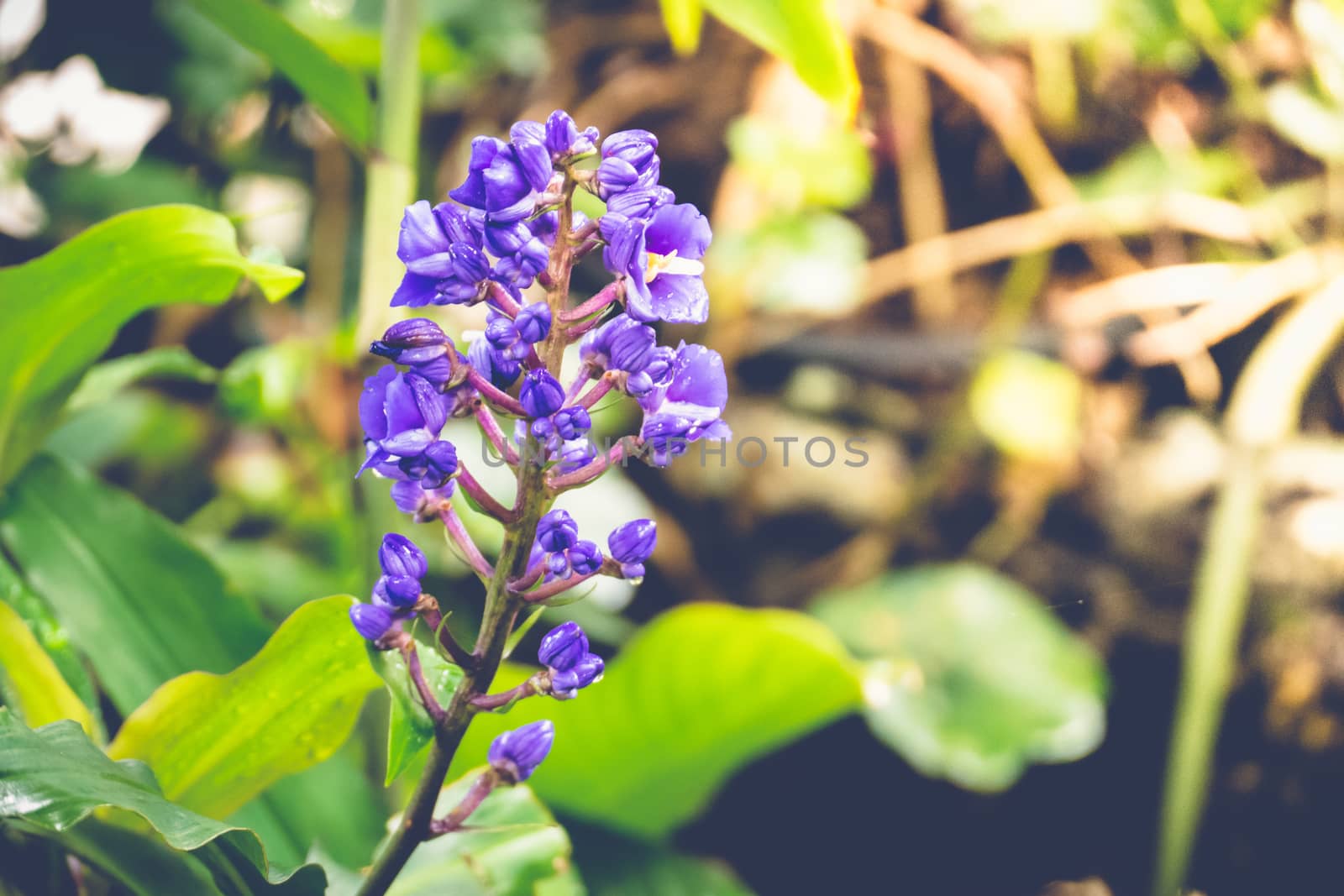 Purple flower field background under cloudy sky, On a bright sunny day