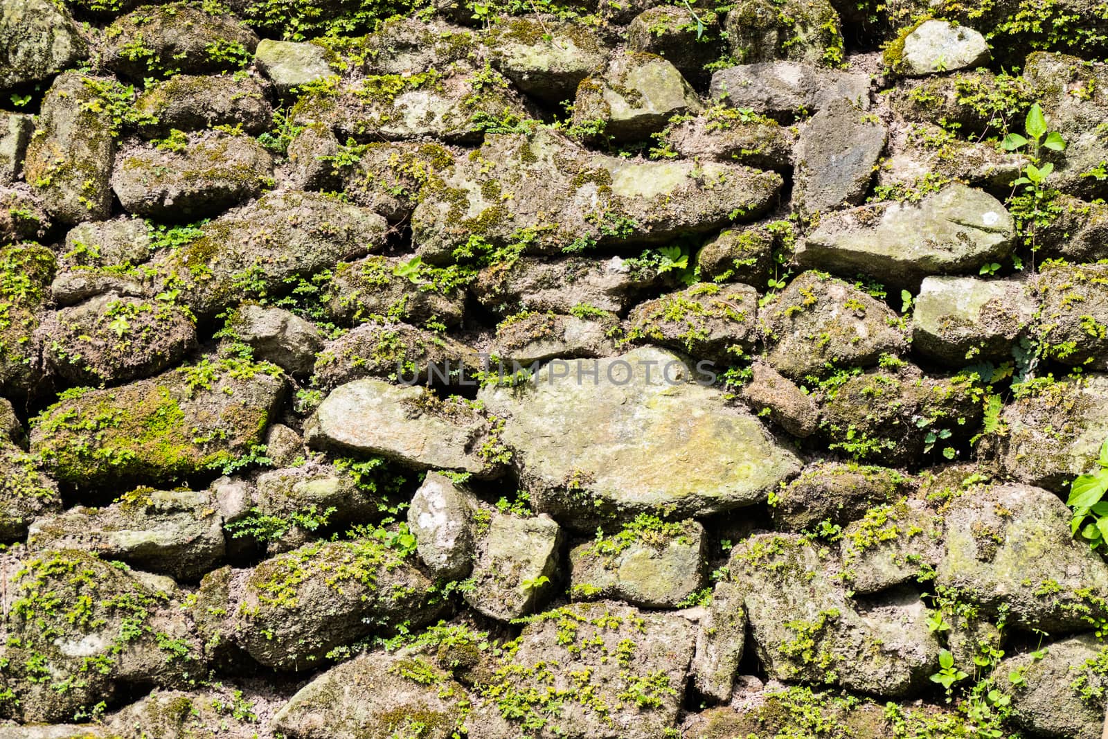 Moss growing on stone wall, Texture of stone wall covered green 