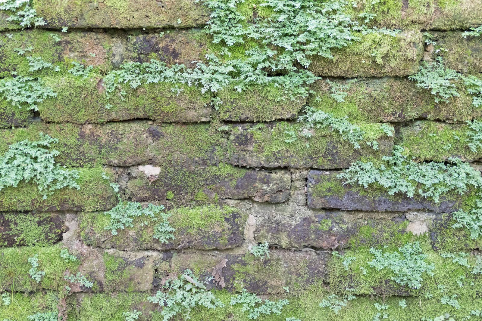 Moss growing on stone wall, Texture of stone wall covered green 