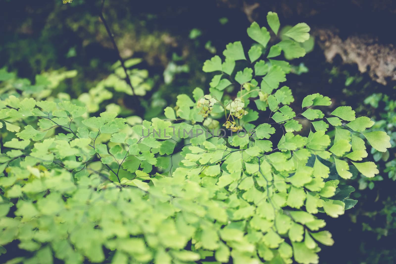 green leaf background, nature background