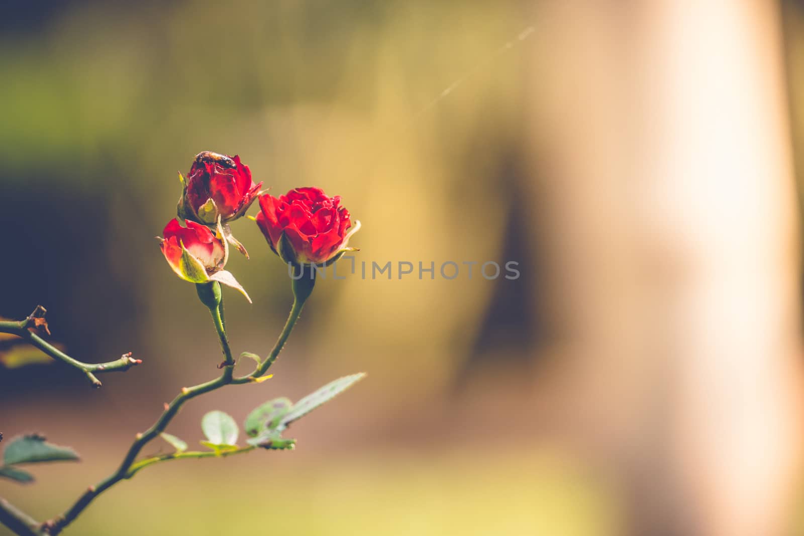 Roses in the garden filtered, Roses are beautiful with a beautiful sunny day.