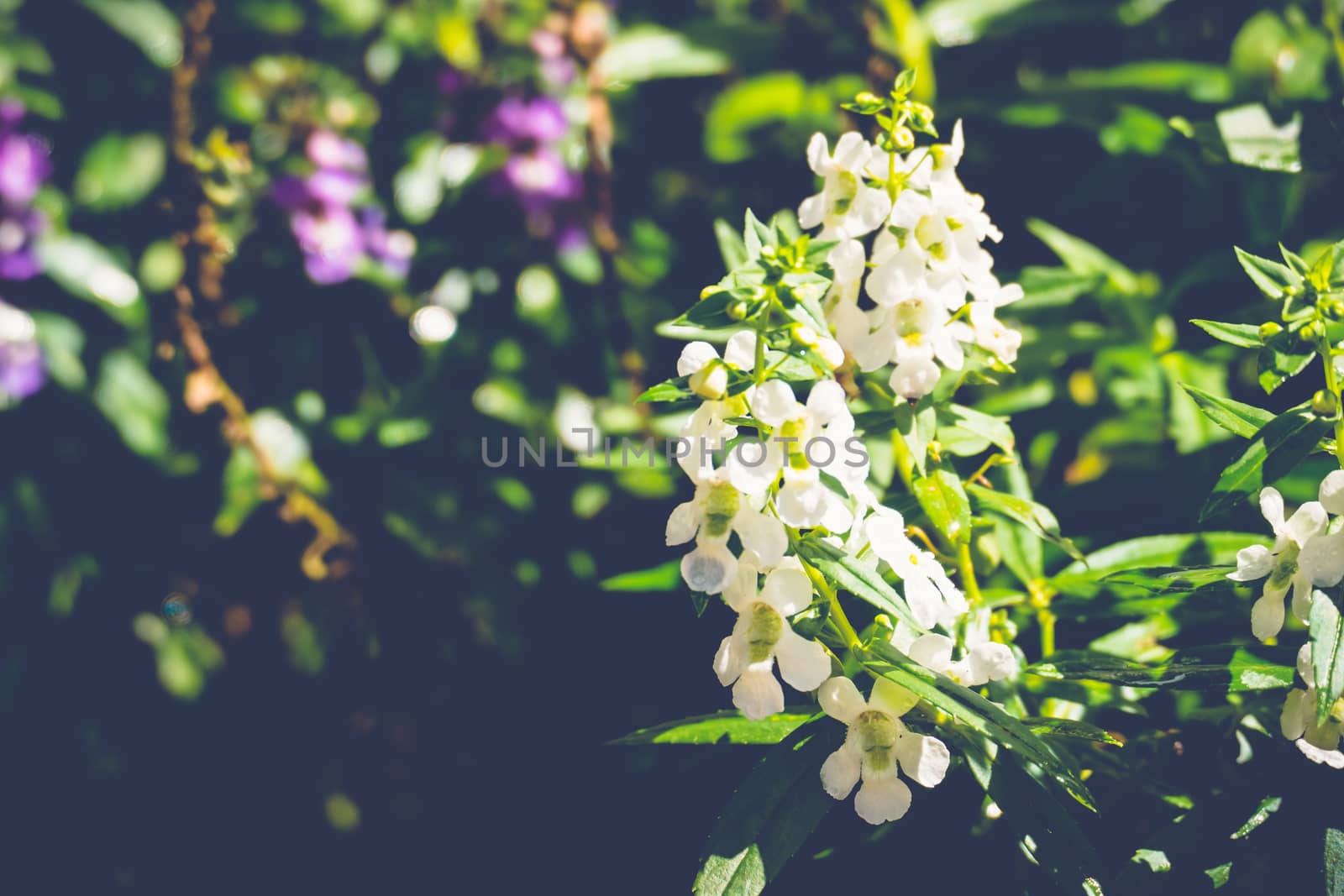 The background image of the colorful flowers, background nature