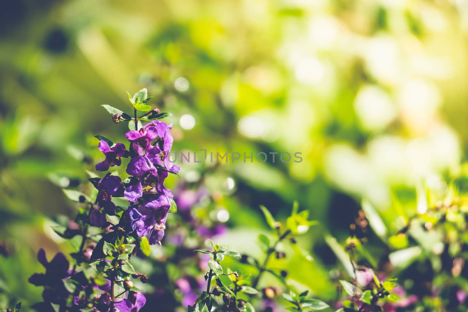 Purple flower field background under cloudy sky, On a bright sunny day